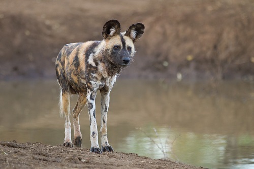 Madikwe