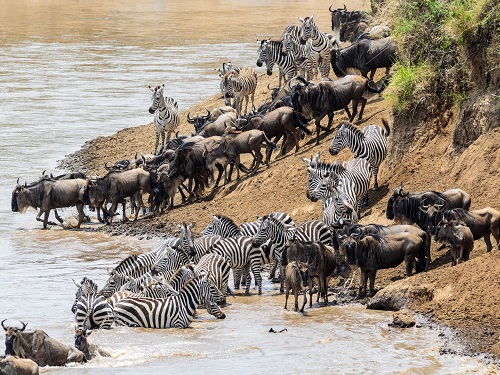 The Great Migration