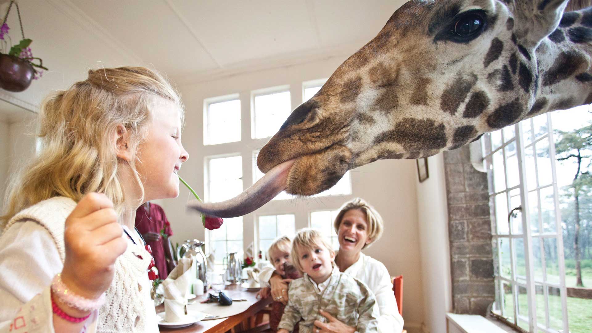 Breakfast with Giraffes