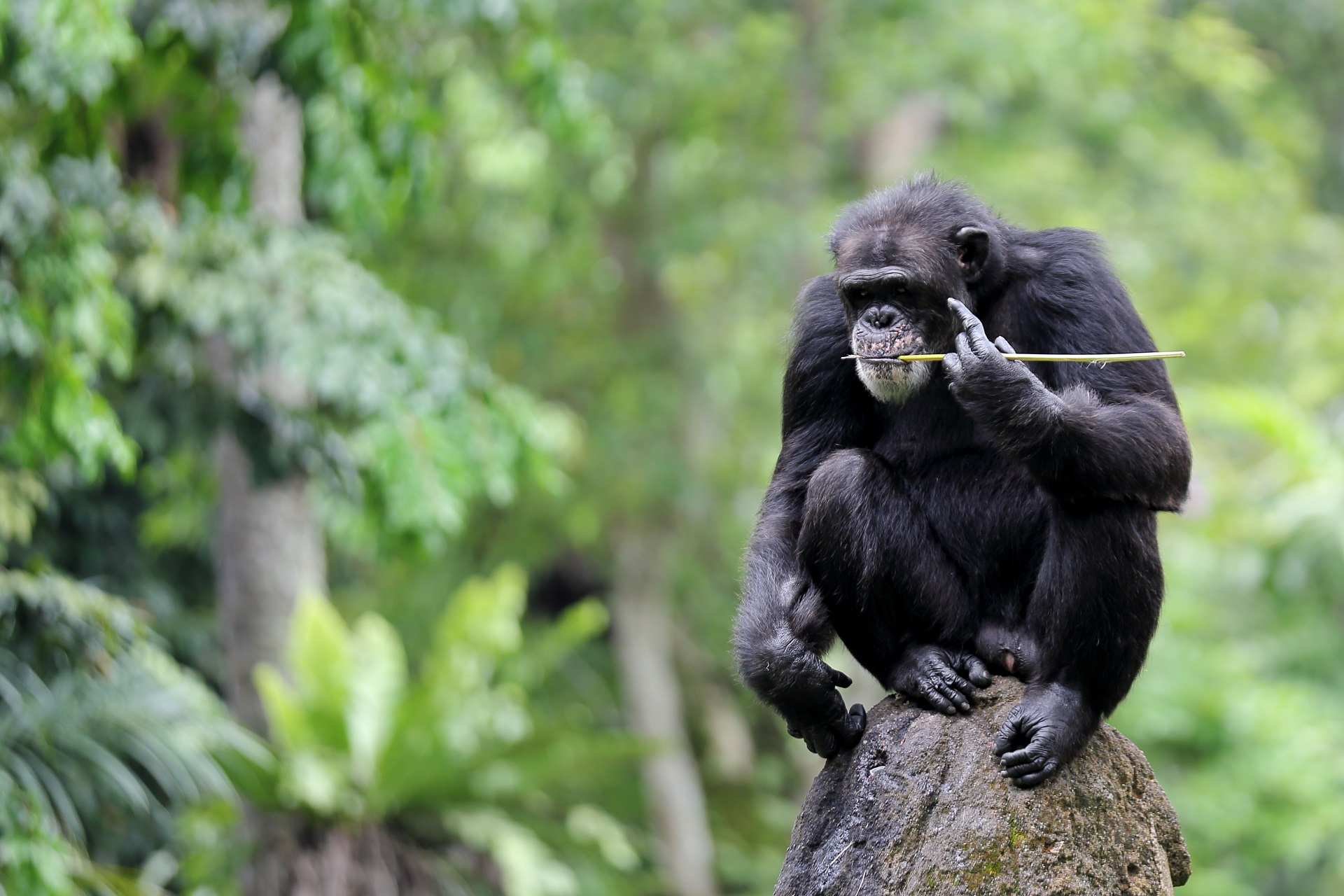 Chimpanzee Trekking