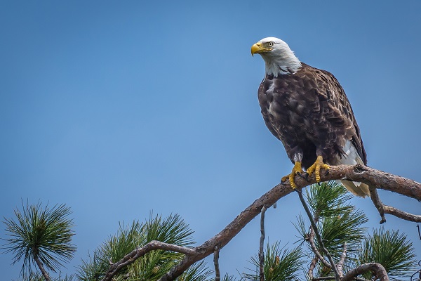 Birding