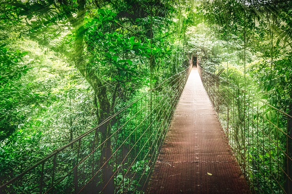 Canopy Walk