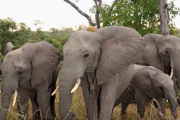 Elephant Collaring