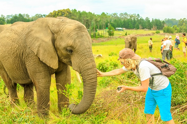 Elephant Encounter