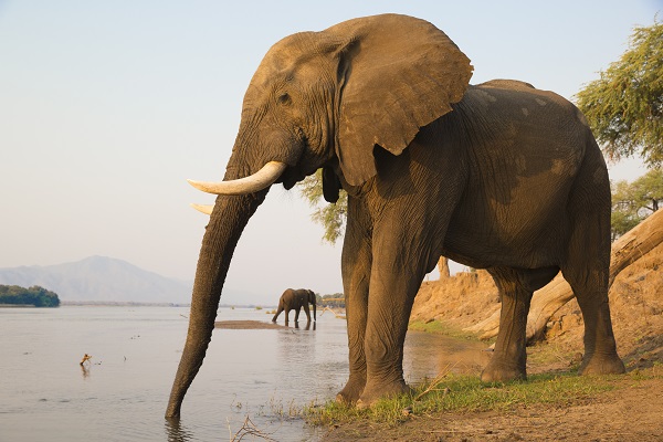 Elephant Back Safari