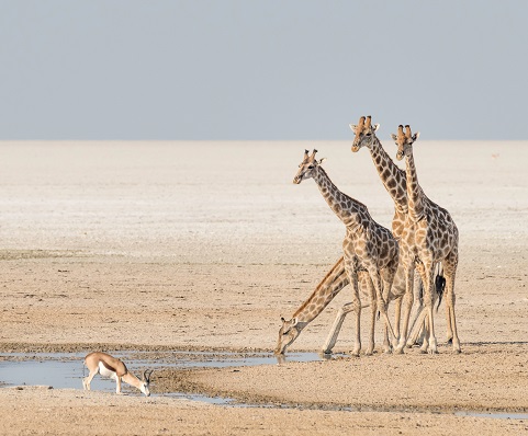 See the Etosha Salt Pan