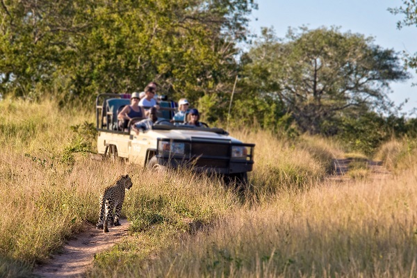 Go on a guided game drive