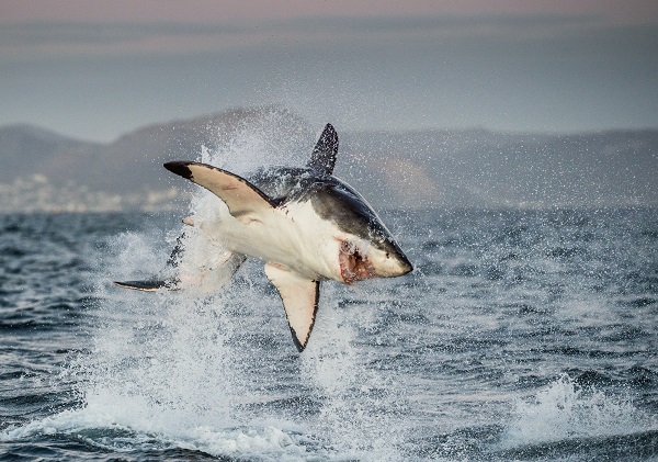 White Shark Cage Diving