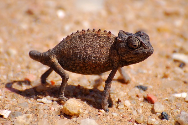 Living Desert Tour