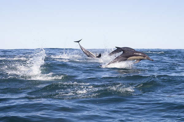 Ocean Safari