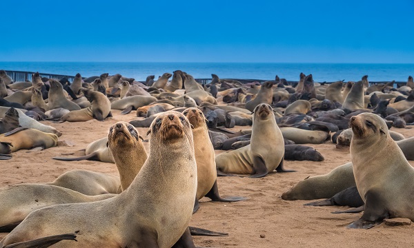 Dolphin and Seal Cruises