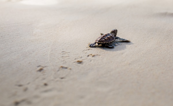 Turtle Nesting Adventure