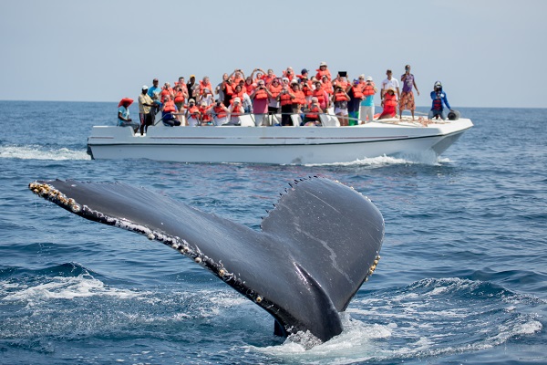 Swim With Dolphins & Whale Watching