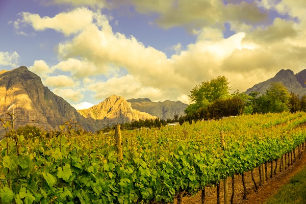 The Cape Winelands