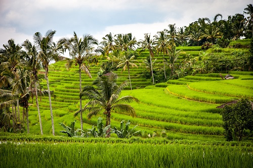 Temples & Terraces of Bali Full-Day Tour