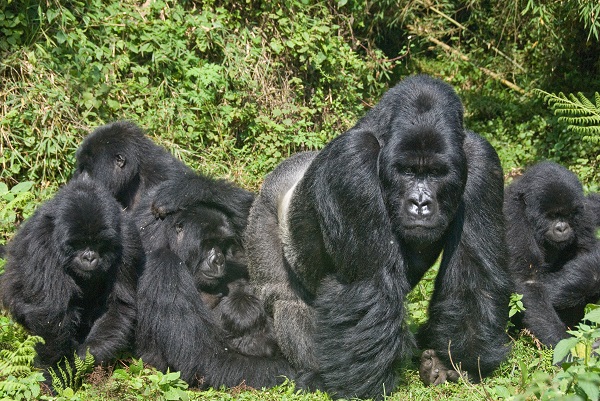 Day 3 - Gorilla Trek / Kigali